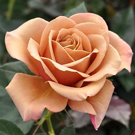 Koko Loko Floribunda Rose Bush Flower Seeds, 30 seeds