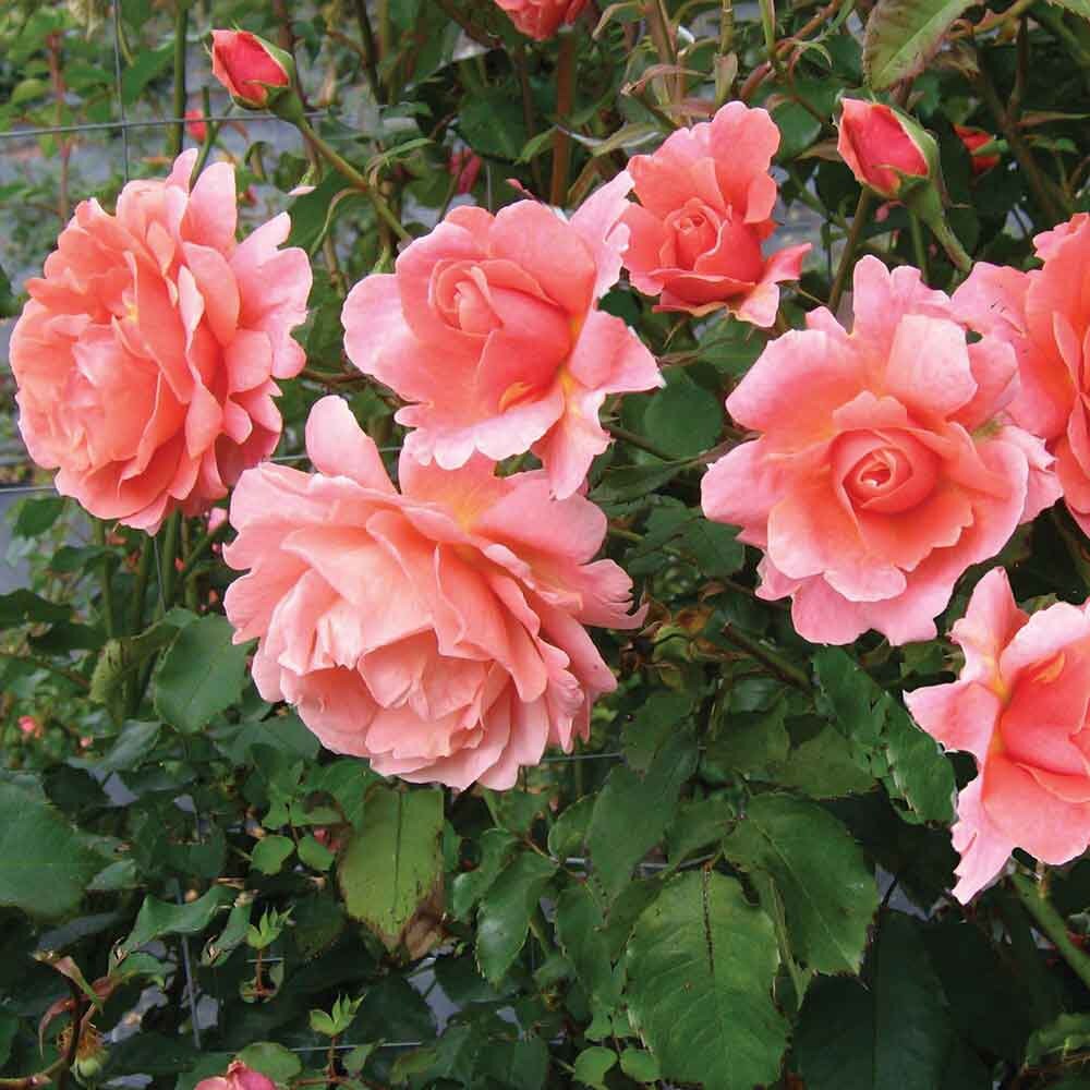 Sunset Glow Rose Seeds, 30 seeds