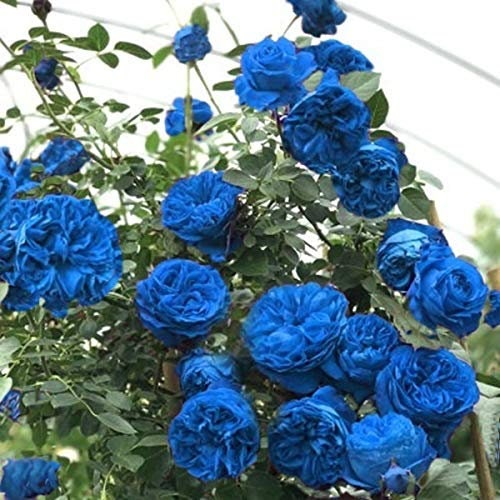 Blue Climbing Rose Bush Flower Seeds, 30 seeds