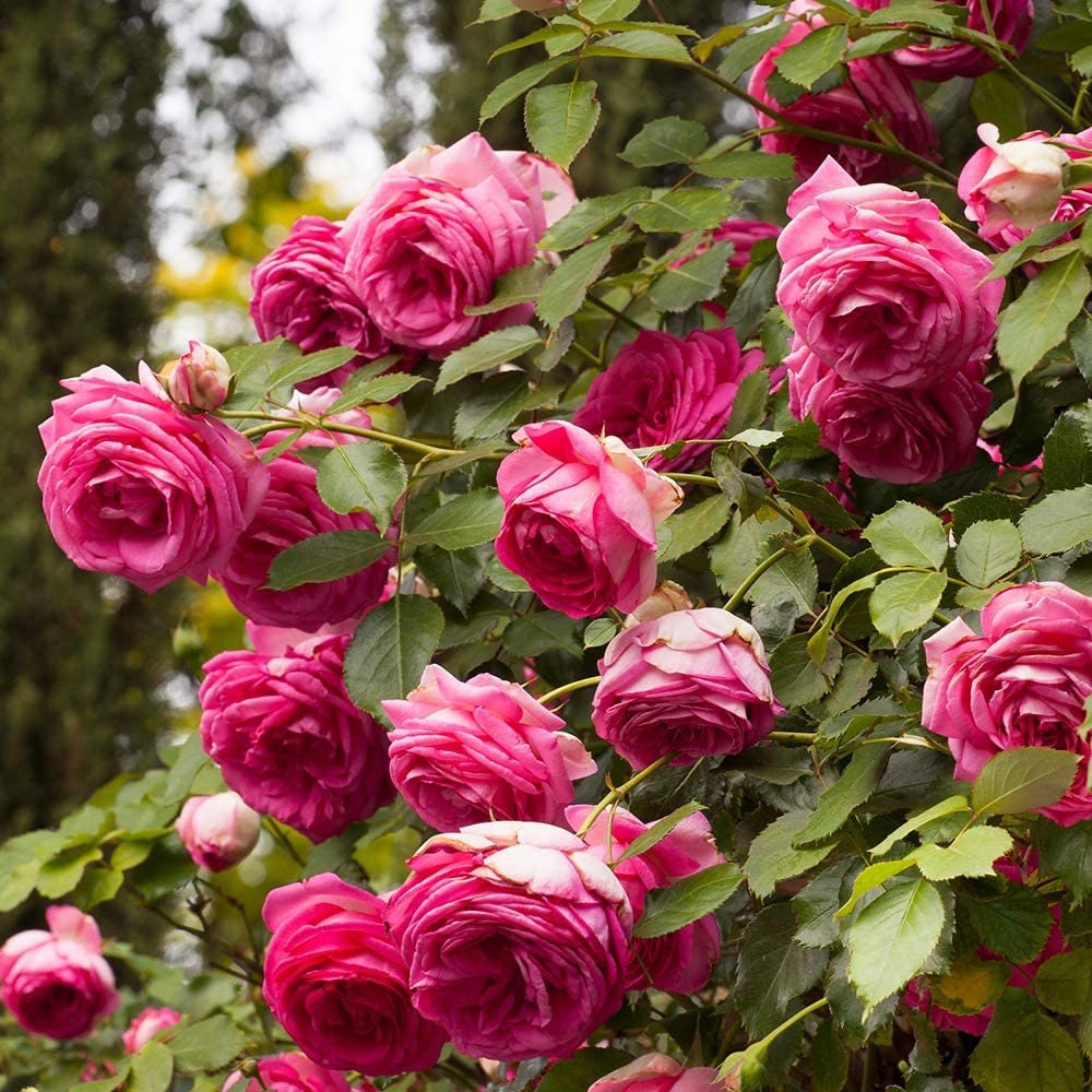 Pretty in Pink Climbing Rose Bush Flower Seeds, 30 seeds