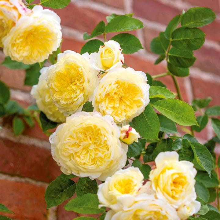 Yellow the Pilgrim Rose Bush Flower Seeds, 30 seeds