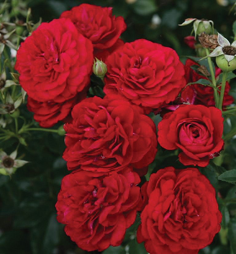Bordaux Rose Seeds, 30 seeds