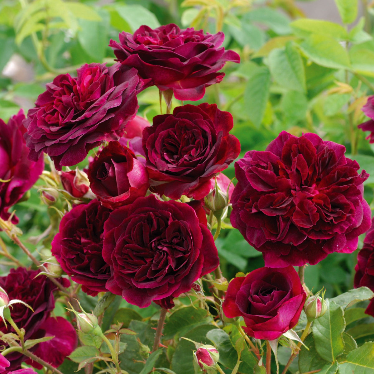 English Shrub Munstead Wood Rose Bush Flower Seeds, 30 seeds