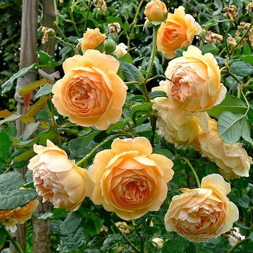 Crown Princess Margareta Seeds, 30 seeds