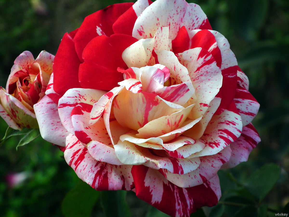 Scentimental Floribunda Rose Seeds - Stripped Roses, 30 seeds