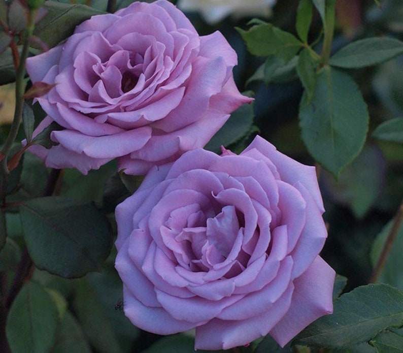 Rose 'Blue Sky' Lilac-Blue Fragrant Rose Seeds, 30 seeds