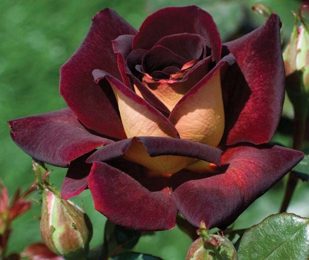 Rose ''Black Night '' Hybrid Tea Variety Rose Seeds, 30 seeds
