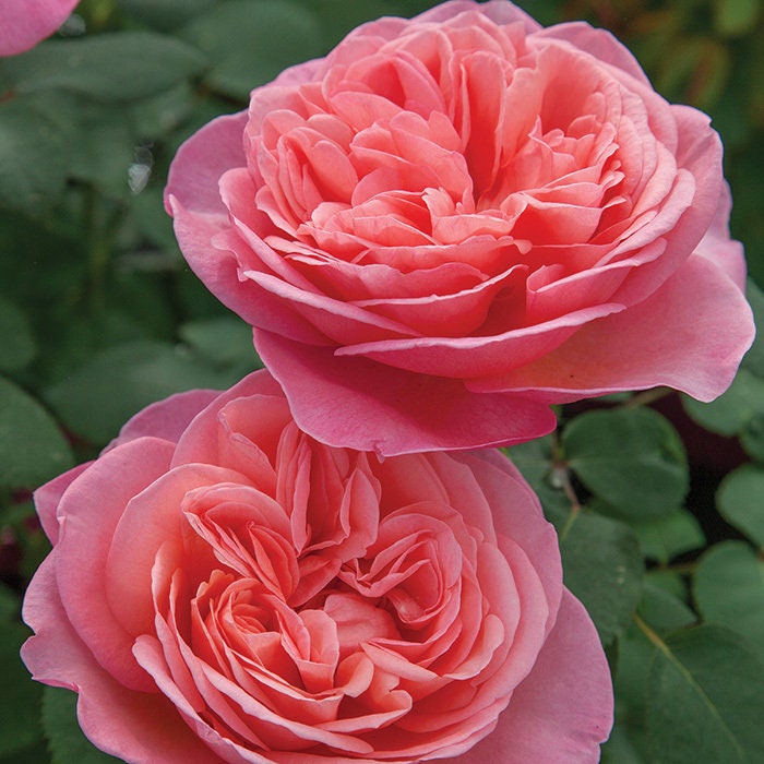 Sweet Mademoiselle Hybrid Rose Seeds, 30 seeds