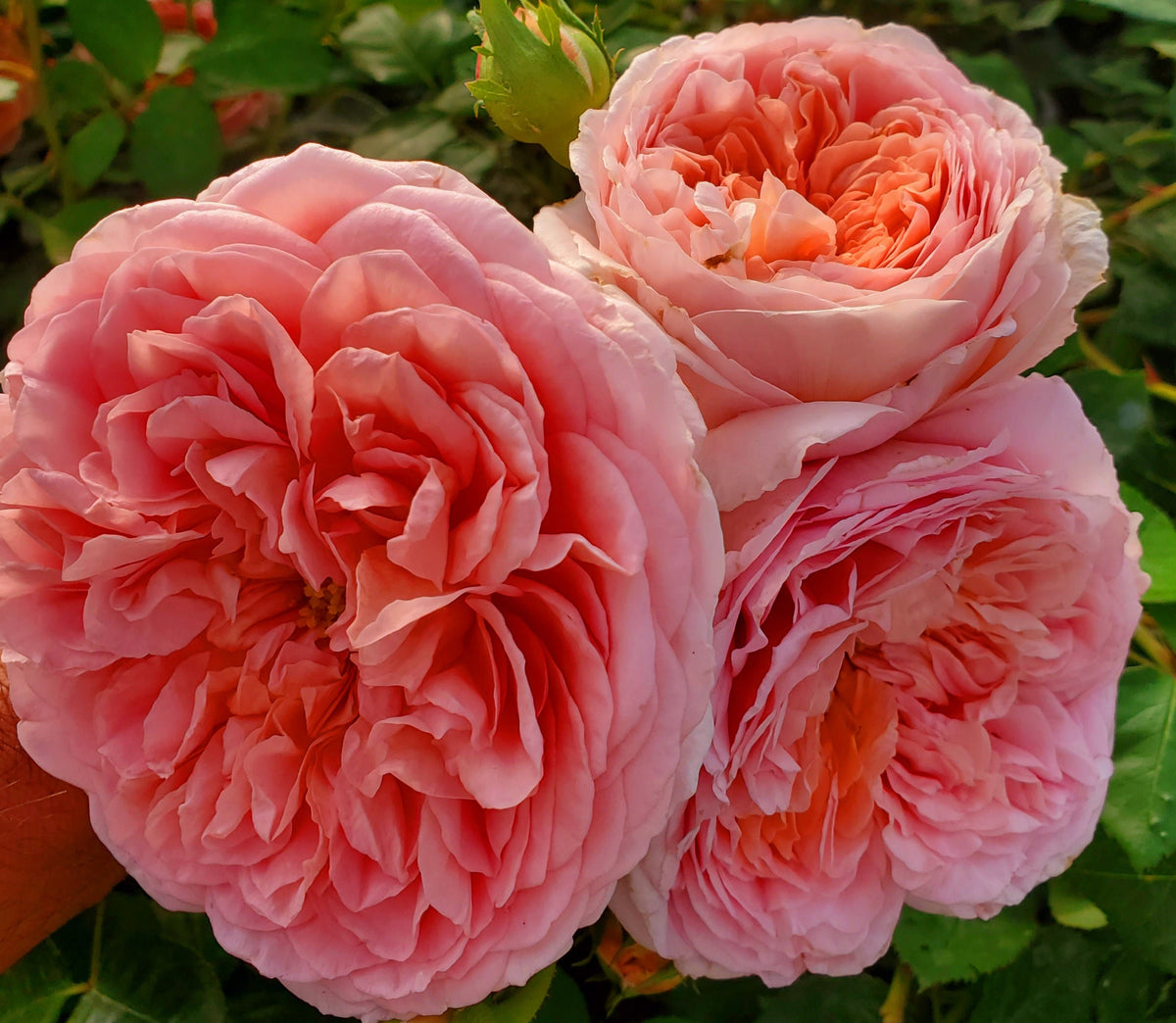 Sweet Mademoiselle Hybrid Rose Seeds, 30 seeds