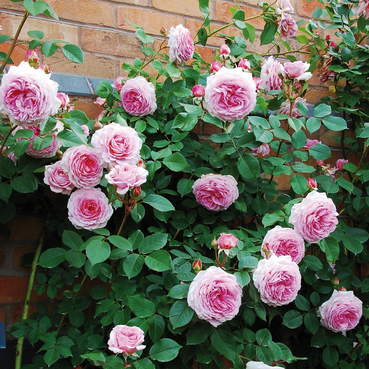 James Galway Rose Seeds, 30 seeds