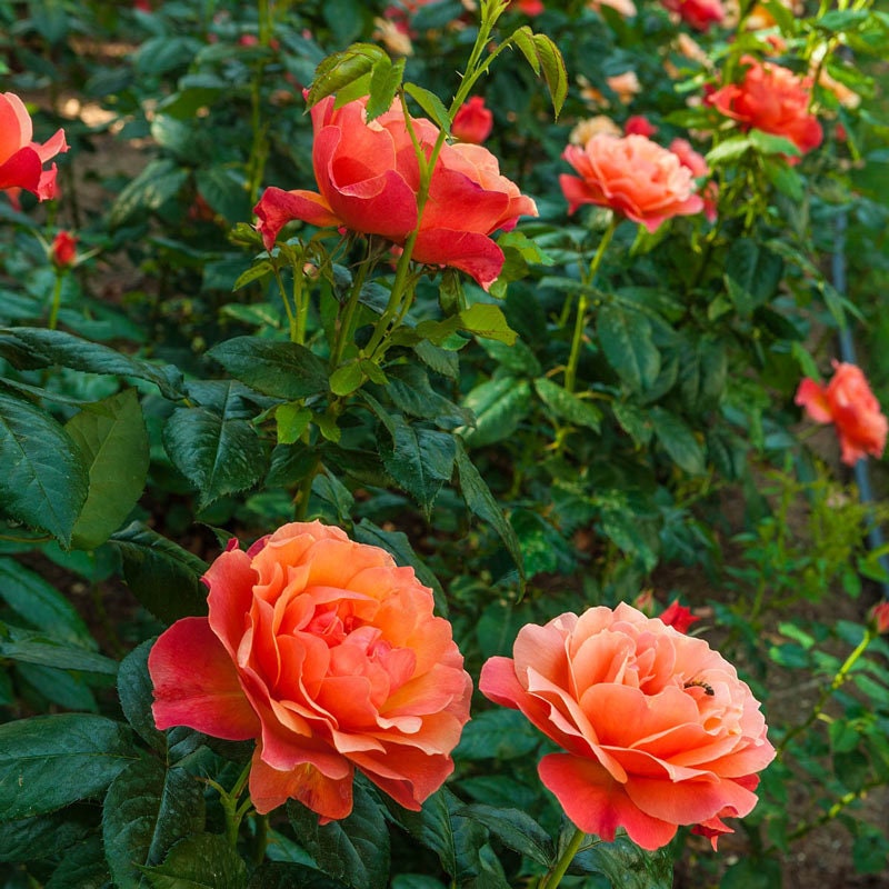 Livin’ Easy Floribunda Rose Seeds, 30 seeds