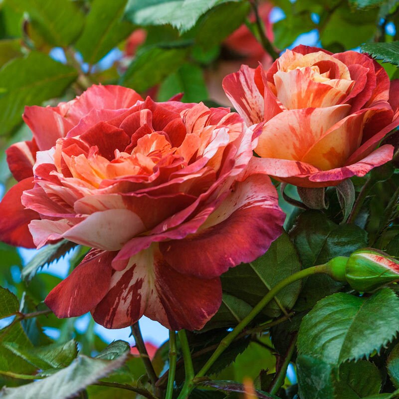 Tropical Lightning Climbing Rose Seeds, 30 seeds