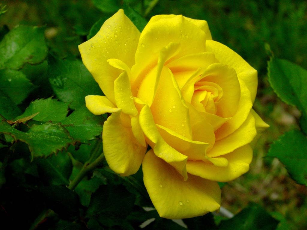 30 Rare Seeds| Yellow Rose Rosa Bush Shrub Perennial Flower Seeds