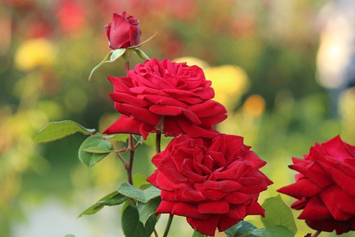 mister lincoln rose seeds 30 Rare Seeds| Mr. Lincoln Hybrid Tea Rose #1055