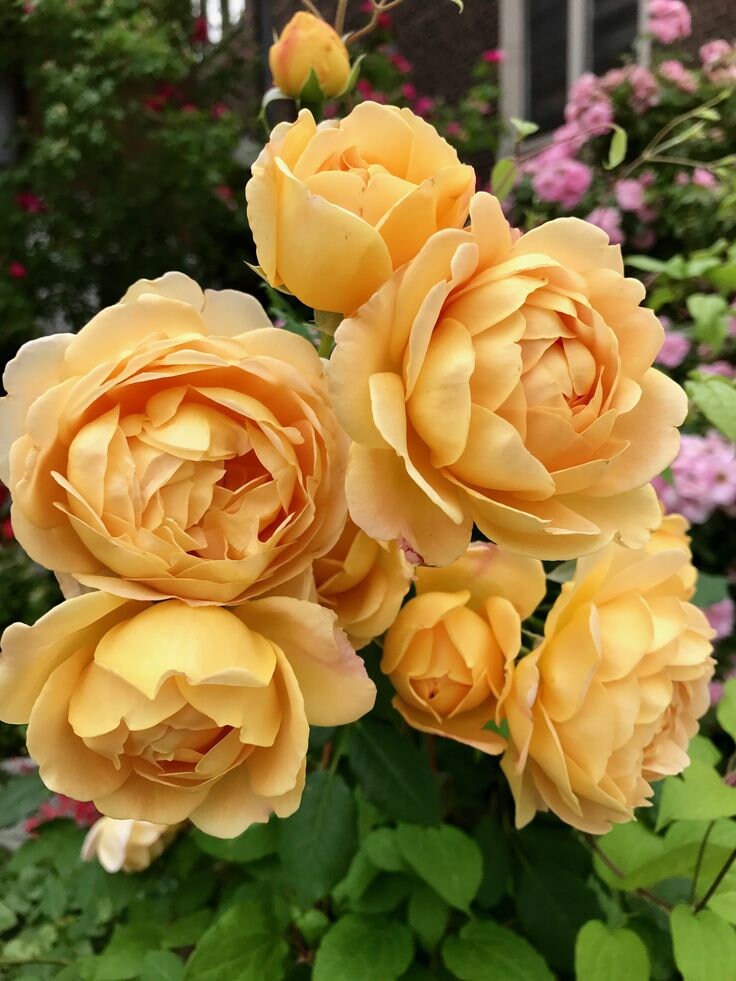 Golden Celebration Rose Seeds, 30 seeds