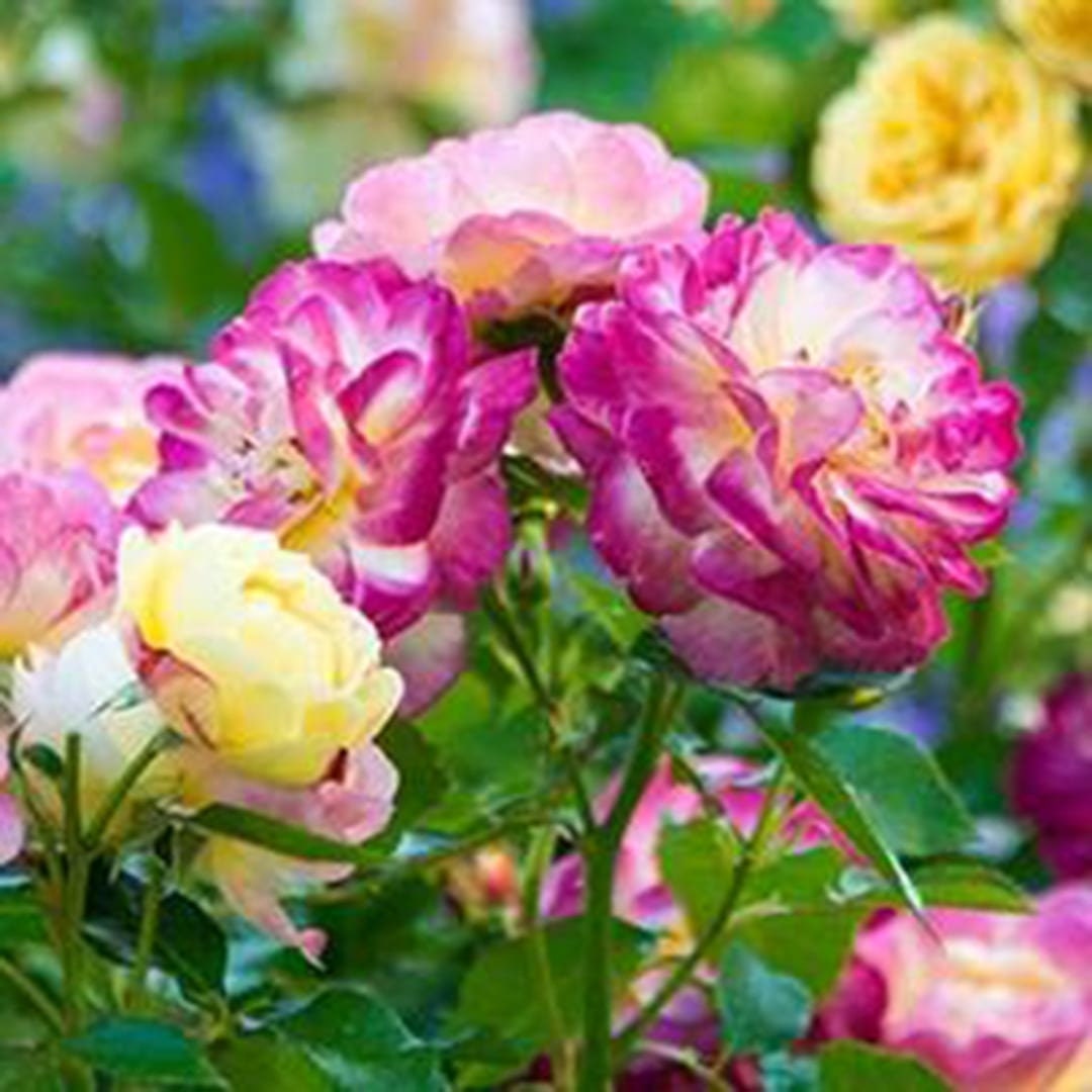 Life of the Party Shrub Rose Seeds, 30 seeds