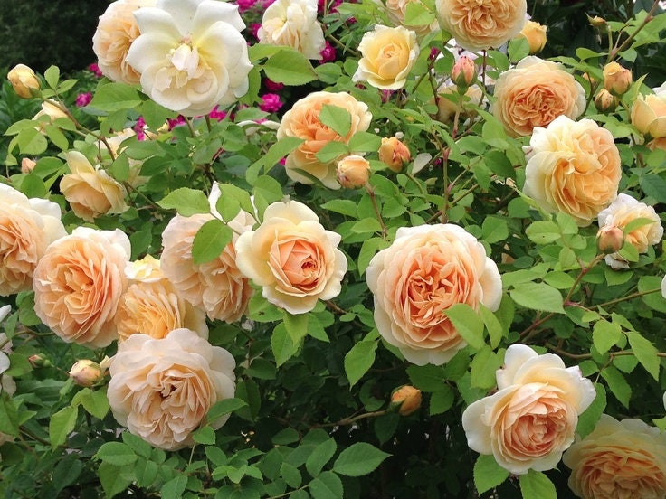 Teasing Georgia Rose Seeds, 30 seeds