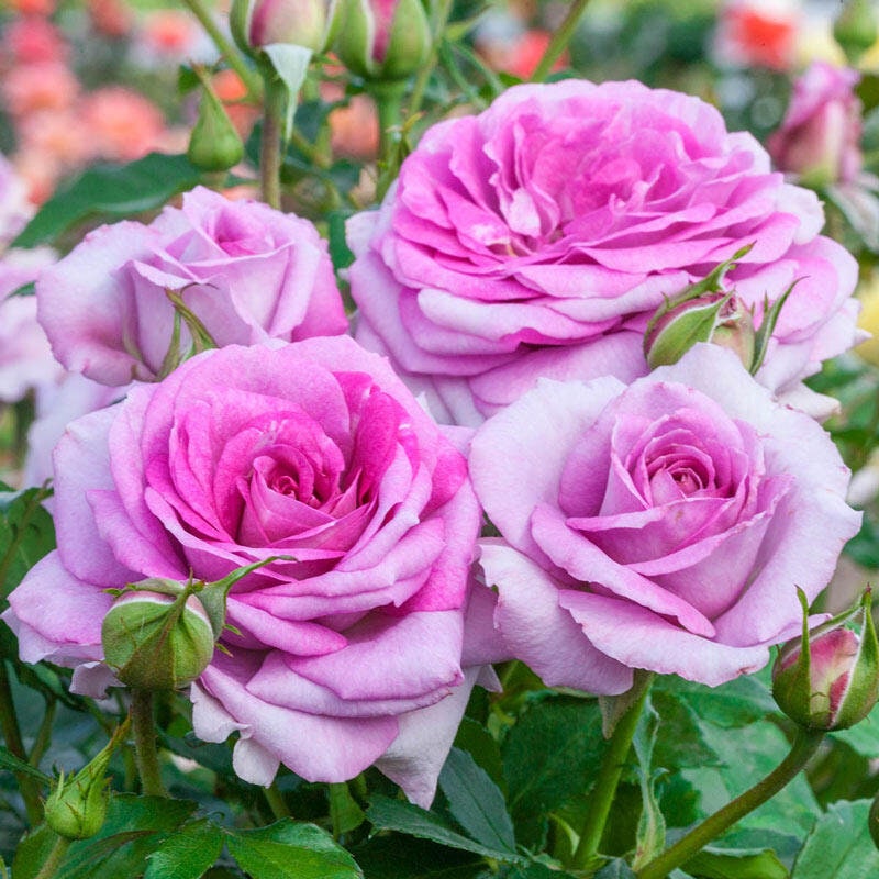 30 Rare Seeds| Violet's Pride Floribunda Rose Flower Seeds #1021