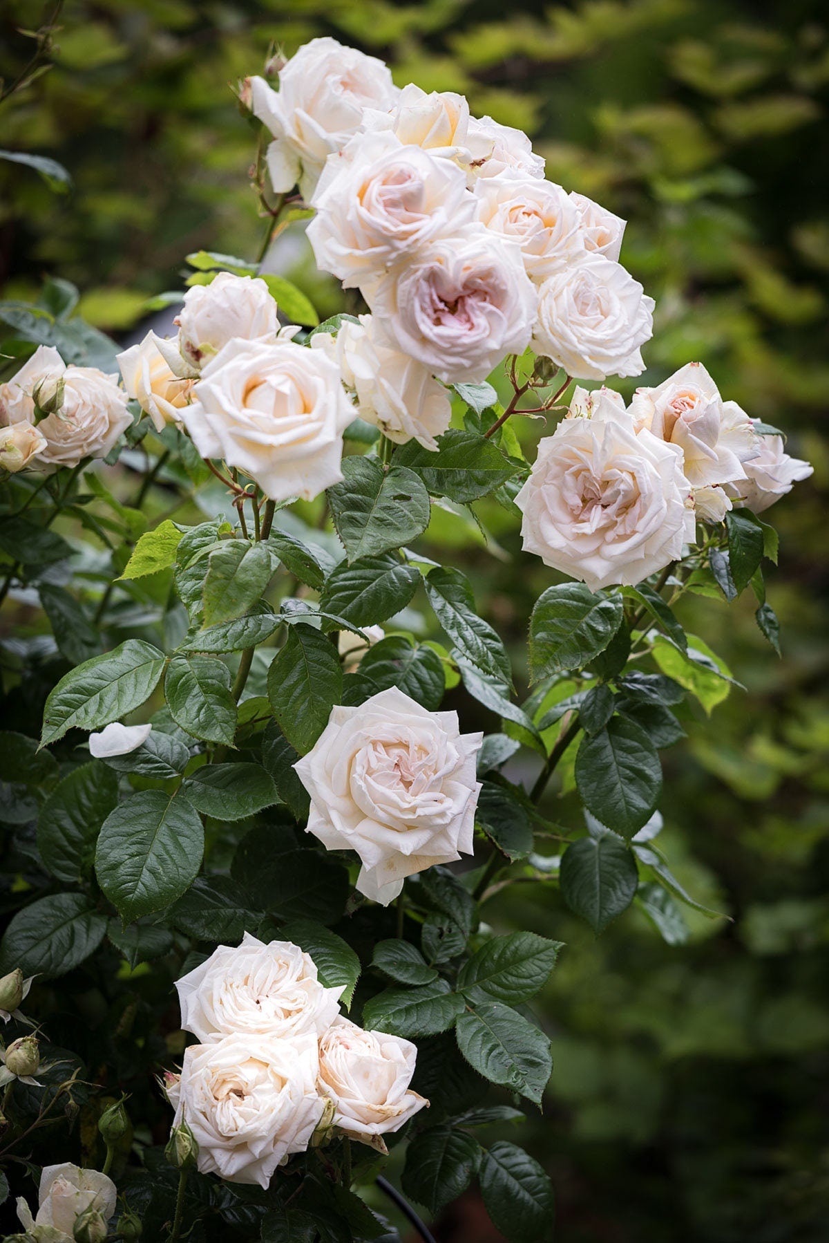 Madame Anisette Grandiflora Rose Seeds, 30 seeds