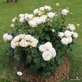 30 Rare Seeds| Madame Anisette Grandiflora Rose Seeds #1029