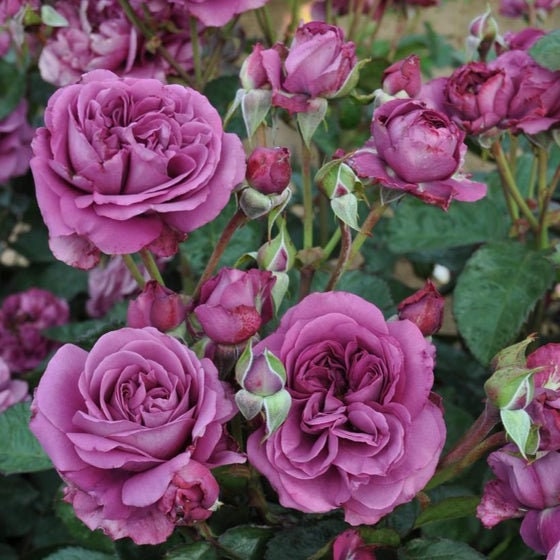 30 Rare Seeds|  Plum Perfect Floribunda Rose Seeds #1031