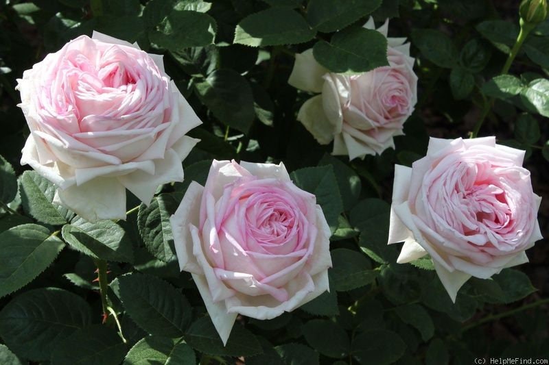 Amazing Grace Shrub Rose Seeds, 30 seeds