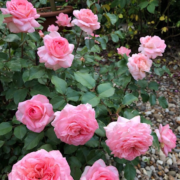 Savannah Hybrid Tea Rose Seeds, 30 seeds