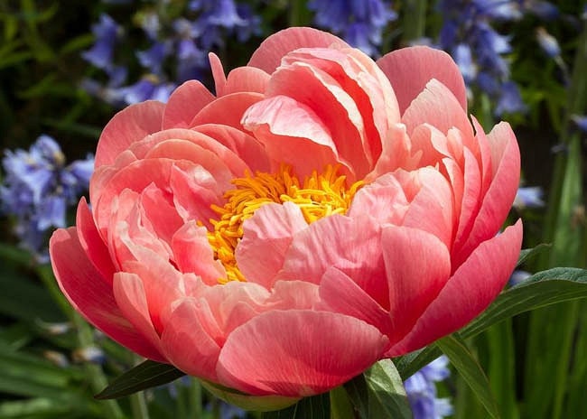 10+ Rare Seeds - "Coral Sunset Peony Collection " Seeds #B026