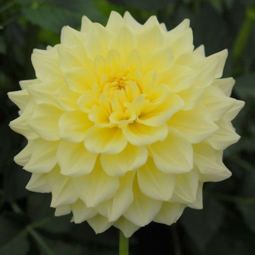 40+ Rare Seeds-A-Peeling Dahlia Seeds - Container, Beds & Cut Bouquets