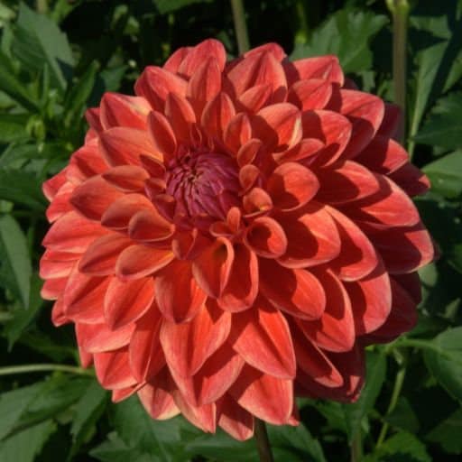 40+ Rare Seeds - All That Jazz Dahlia Seeds, Container