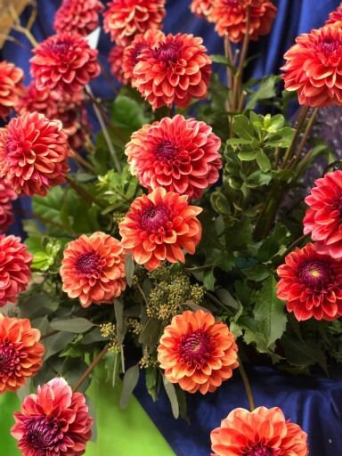 40+ Rare Seeds - All That Jazz Dahlia Seeds, Container