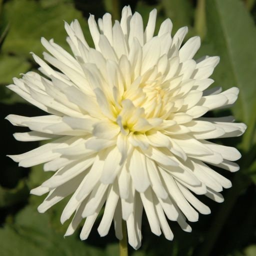 40+ Rare Seeds - All Triumph Dahlia Seeds, Container