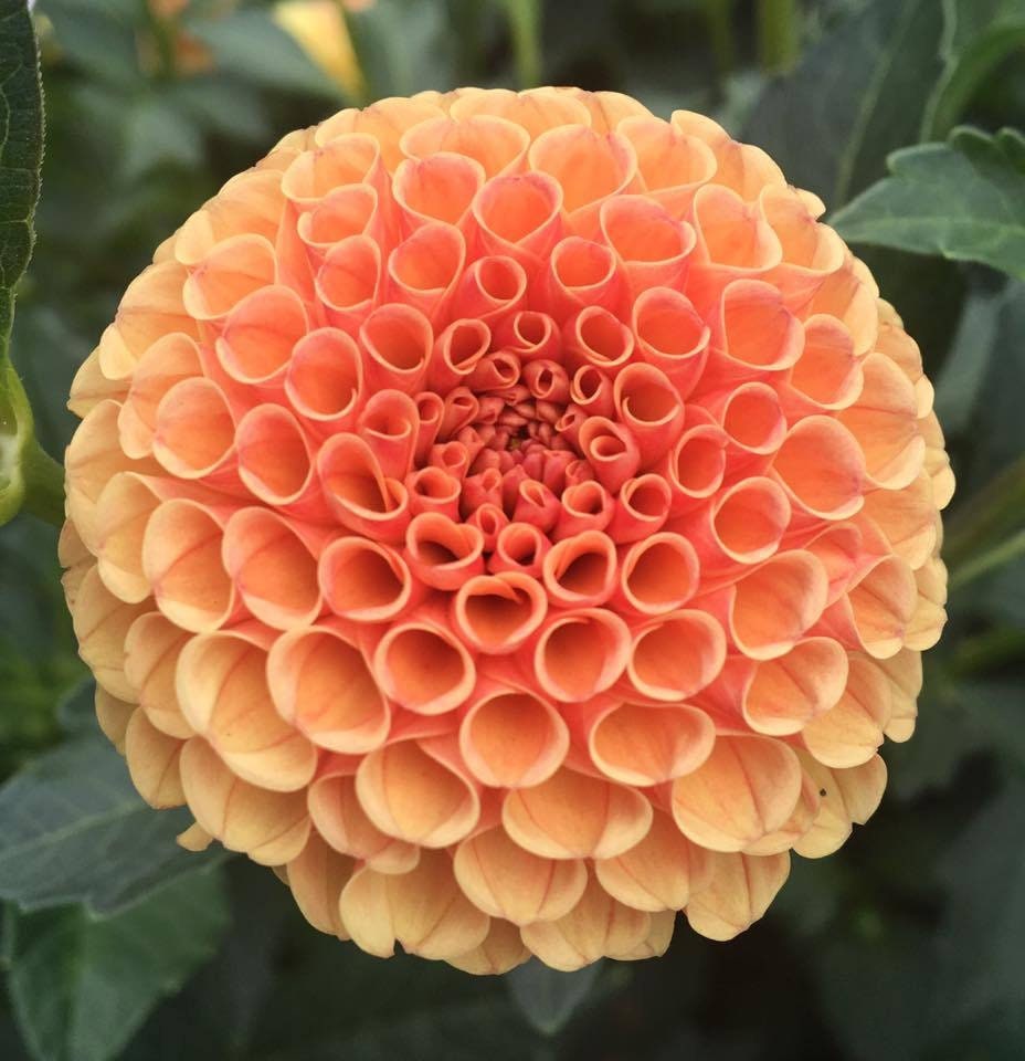 rare dahlia seeds 40+ Rare Seeds|Amber Queen Dahlia Seeds - Authentic - Open-Pollinated - Organic - Heirloom - Flower Seeds - Container