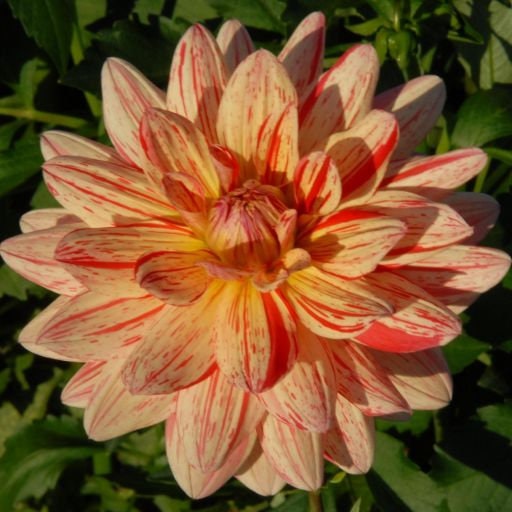 40+ Rare Seeds-Awe Shucks Dahlia Seeds - Container