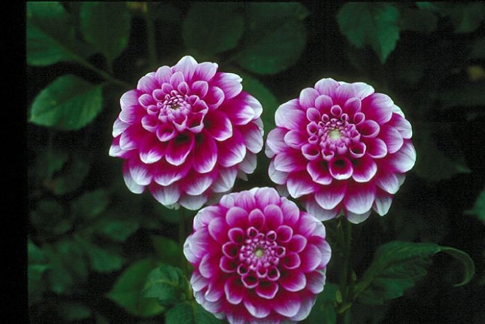 40+ Rare Seeds - Man Dahlia Seeds, Container