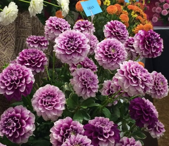 40+ Rare Seeds - Man Dahlia Seeds, Container