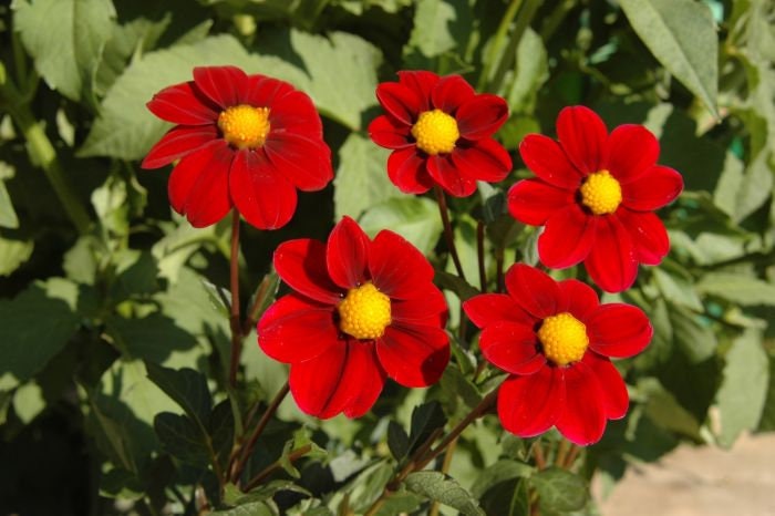 red dahlia seeds 40+ Rare Seeds-Baby Red Dahlia Seeds- Authentic - Open-Pollinated - Organic - Heirloom - Flower Seeds - Container