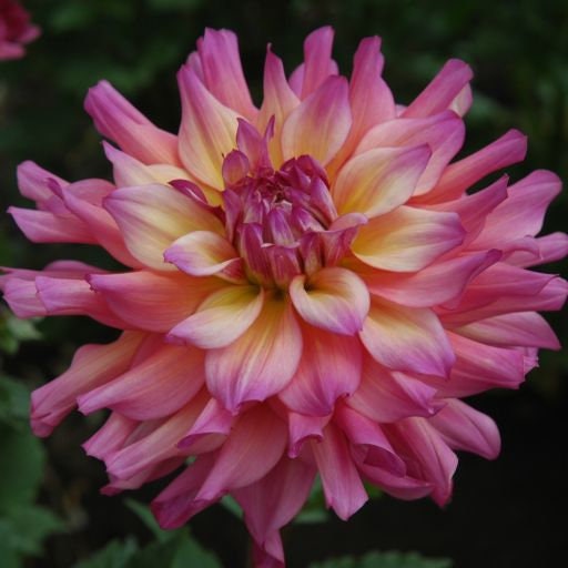 40+ Rare Seeds - Bahama Mama Dahlia Seeds, Container