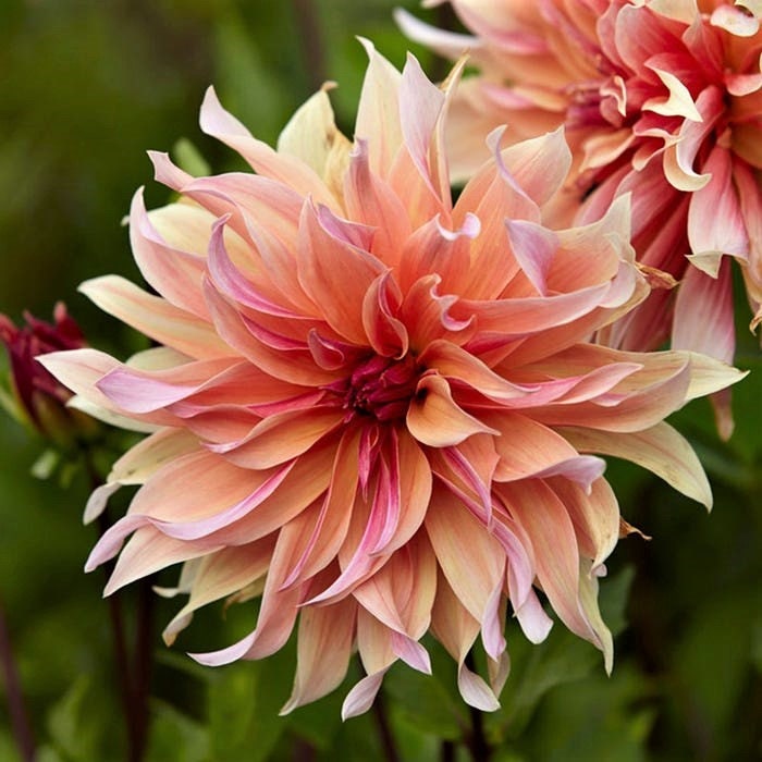40+ Rare Seeds - Labyrinth Dahlia Seeds, Container