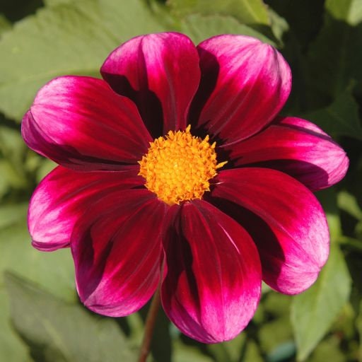 40+ Rare Seeds-Bashful Dahlia Seeds - Container, Beds & Cut Bouquets