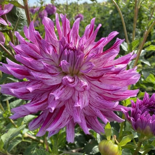 Hy Trio Dahlia Seeds, 40+ seeds