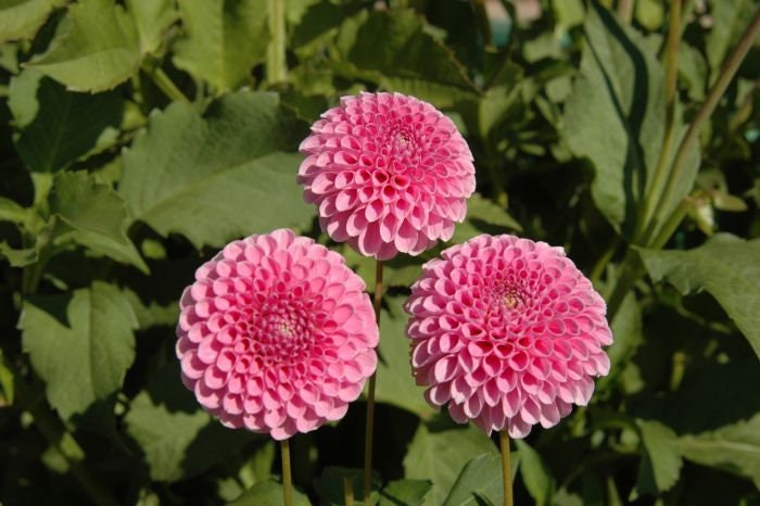 40+ Rare Seeds - Betty Anne Dahlia Seeds, Container