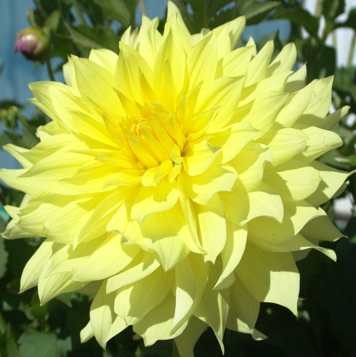 40+ Rare Seeds - Container, Beds & Cut Bouquets