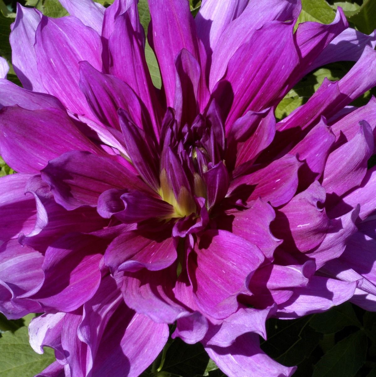 40+ Rare Seeds - Container, Beds & Cut Bouquets