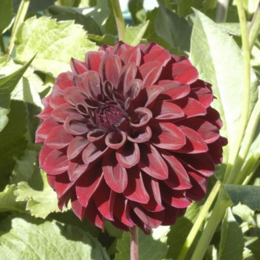 40+ Rare Seeds - Black Satin Dahlia Seeds, Container