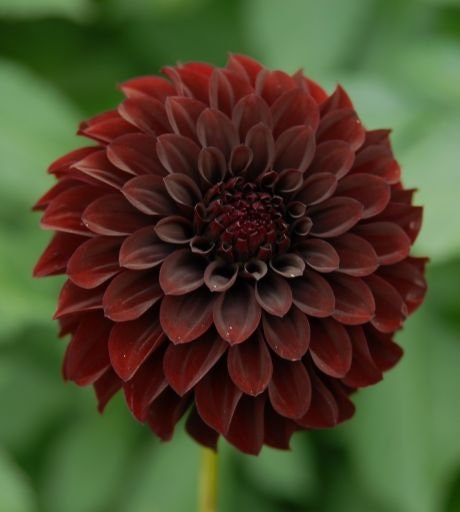 40+ Rare Seeds - Black Satin Dahlia Seeds, Container