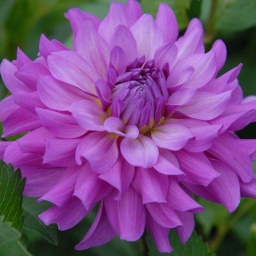 40+ Rare Seeds - Bluetiful Dahlia Seeds, Container