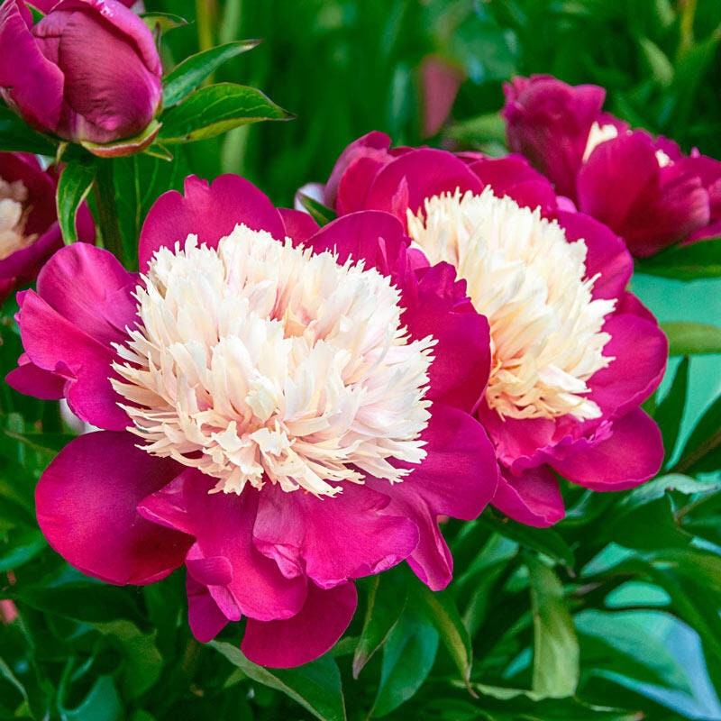 white peony flower seeds 10+ Rare Seeds| White Cap Peony Seeds (Paeonia, Herbaceous Peony) – Rare Heirloom - Open Pollinated