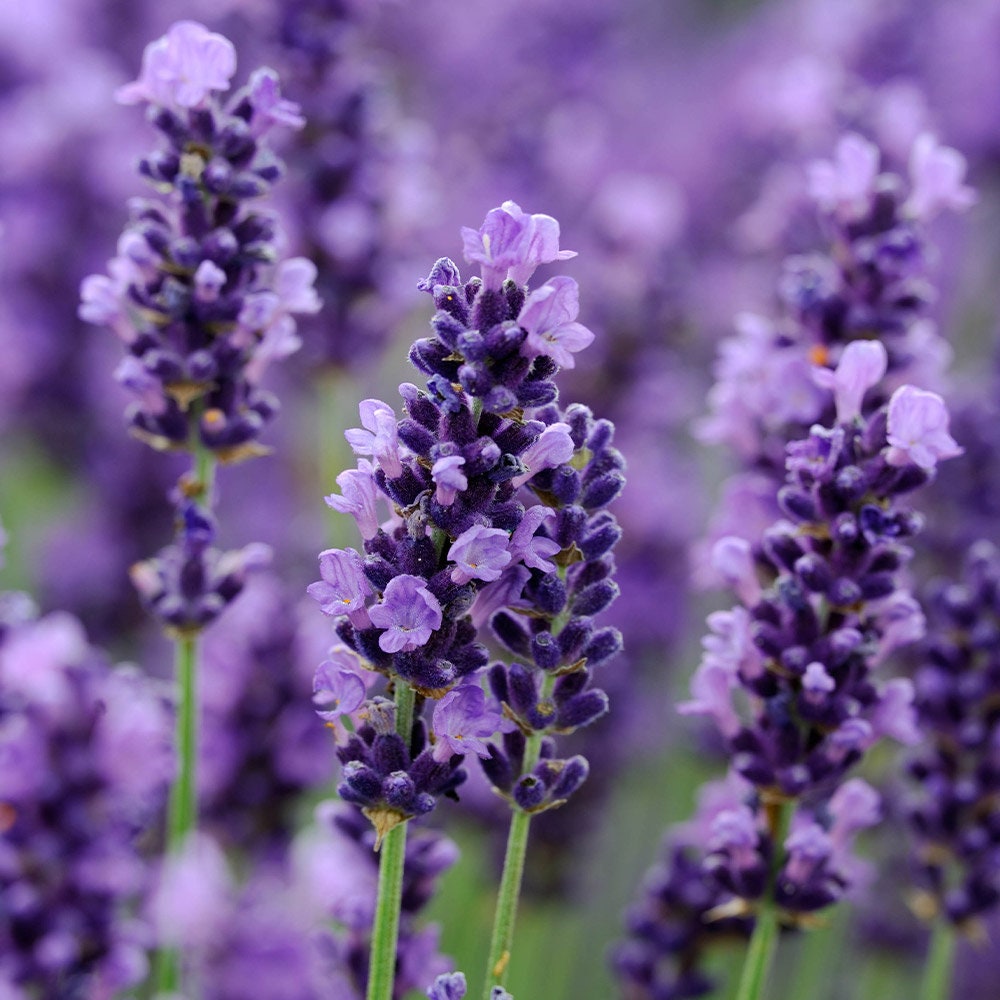 perennial lavender seeds 100+ Seeds-English Lavender Seeds– Lavandula