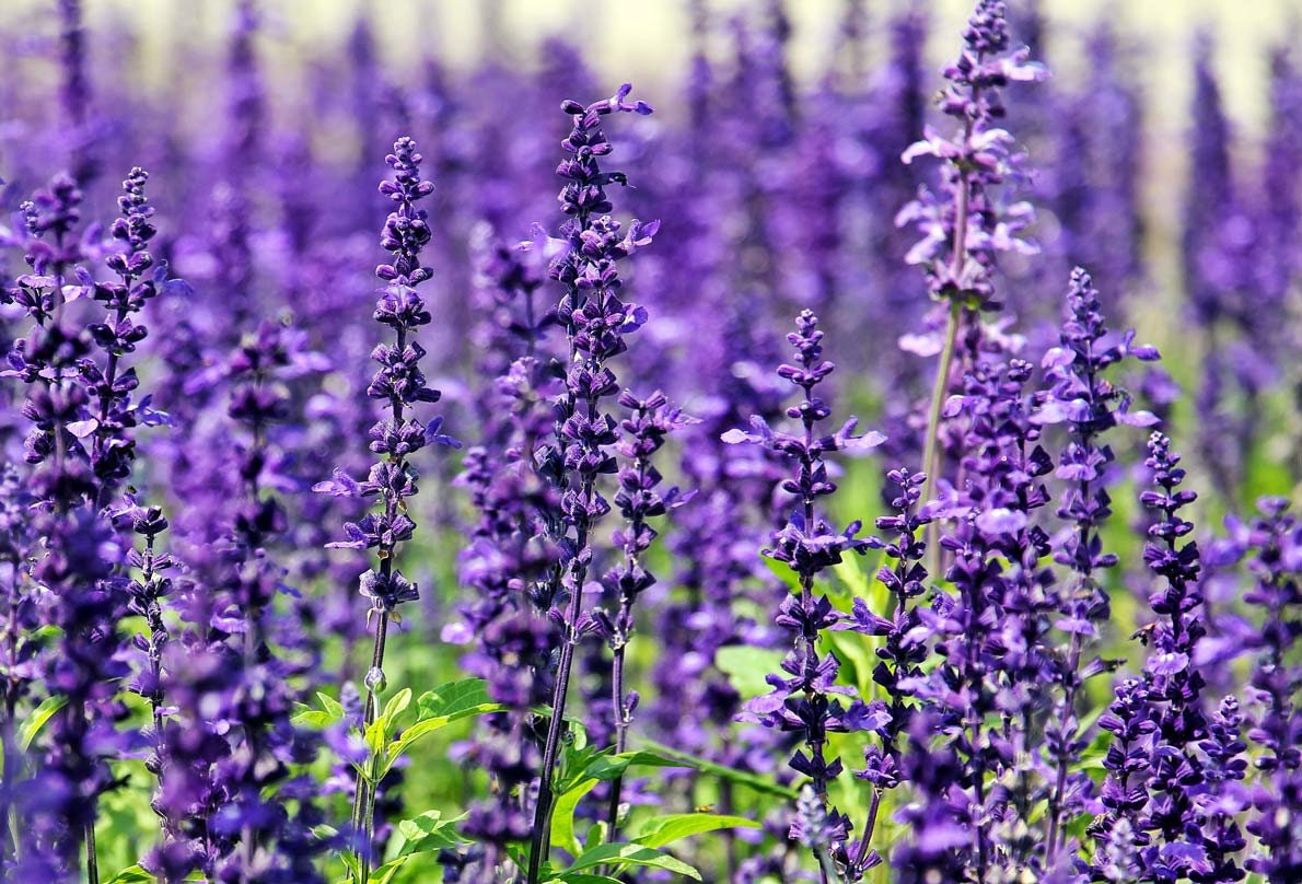 spike lavender seeds 100+ Rare Seeds-Spike Lavender Seeds– Lavandula